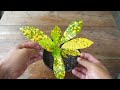 How to plant croton from cuttings in simple method
