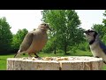 Mourning dove doesn't play well with others