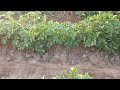 Potato farming// potato cultivating seeds showing fertllizer water spray