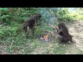 Primitive Life - Ethnic girl catching catfish meets with Forest people - Forest people grilled fish