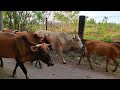 Suara sapi lembu memanggil kawan untuk pulang ke kandang - Lembu Jinak Berkeliaran di Ladang