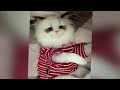 You Laugh You Lose😹Funniest Dogs and Cats 2024😻🐶