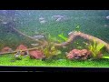 Schooling fishes in fast flowing aquarium|Tetras madness