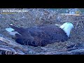 TRAGIC!! A YOUNG MALE EAGLE EATS HIS OWN CHICK 💔