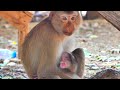 Most shocking heart...Why mother dropping her cutie newborn monkey / he looks so pity