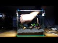 2 Litre Shrimp Nano Tank Aquascape - Small Aquarium Setup