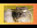 Tiny Treasures: Adventures with Adorable Hamsters! #animals #pets #trending #cute #funny
