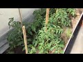 Раннее высаживание рассады томатов на Карельском перешейке часть 1