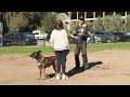 DOG Aggressive Malinois Ecollar Training