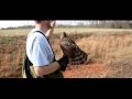 Passage Cooper's Hawk Hunting: Falconry with Oliver Connor