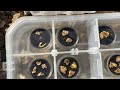 1 Year Later - ALL THE GOLD I found with a Minelab Gold Monster 1000 metal detector in Arizona🤑🤑🤑