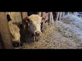 feeding cows some hay!