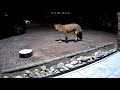 Urban foxes: Never met an egg before ?