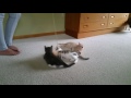 Kittens Playing