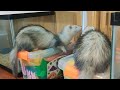 Ferrets attacking toy cars