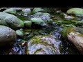 The Sound of the Stream in the Beautiful Forest, Relax with Nature, Sleep, Study, Work, ASMR