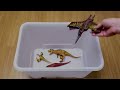 40+ Dinosaurs in a box, Jurassic World Tyrannosaurus T-rex Indominus Rex Raptor Blue Indoraptor