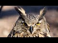 Eurasian Eagle Owl Facts: aka the EUROPEAN EAGLE OWL 🦉