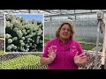 How to Plant Panicle Hydrangeas for the Most Summer Color