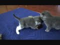 Scottish fold kittens. April 2013