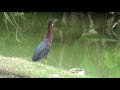 Green heron