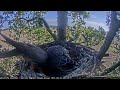 Mom Tempts BF Back To Nest With A Bird! Both Chicks Have Fledged! Dorset Hobby Cam 8.7.23