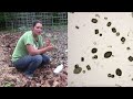 Managing Flea Beetles, Ants, & Roly Polies (Pill Bugs) with Diatomaceous Earth | Farm your Yard