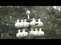 Using hot wax dipping to preserve bee hive boxes