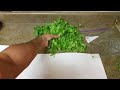 Cilantro Saving Tip. How to keep Coriander Fresh for long in Fridge by Chawla's Kitchen