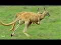 The Insane Biology of: Kangaroos