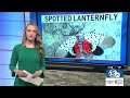 Spotted lanternflies return; what to do when you see one