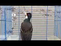 Pancingan Jalak Suren Gacor Variasi Mompa - Masteran Suara Burung Jalak Agar Gacor Full Isian Mewah