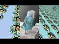 Do Budgies Make Good pets?