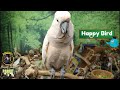 Birbversity [Vol. 1] Teach Your Parrot To Talk | Parrot Town TV for Your Bird Room