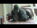 Philly Zoo Gorilla Dad wrestles with his little son.
