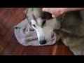 Malamute happy after meal