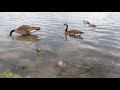 mute homeless man points at pond and does other wacky things