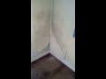 Damp, black walls, rotted carpet in the Cottage - my bedroom