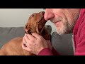 First 24 hours with our vizsla puppy
