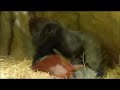 上野動物園ハオコ＆モモカのお遊び【1】（Gorilla family of Ueno Zoo）
