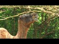 Camels: Desert Nomads of Resilience #animals #desert #wildlife #trending #cute #funny #funnyvideo