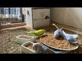 41 Minute Budgies Sounds, Budgies Feeding Time Relax ASMR HD 1080P 60FPS