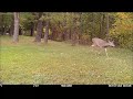 Doe with fawn