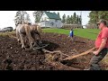 Plowing the Garden With Draft Horses and a Walking Plow/Weighing Stub