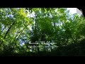 Forest Picnic 🌿 Fresh Piano Music to Cheer Up