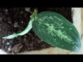 Indoor plant collection ||grafted Bougainville updation 30 days