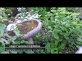 Cool Flowers Garden Tour // Cut Flower Garden Hardy Annuals // Northlawn Flower Farm