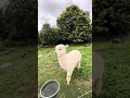 Alpaca so cute