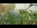 Quiet Woods: Relaxing Flute Music with Rain Sounds for Deep Sleep & Meditation