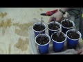 Propagating and Growing Lavender From Cuttings